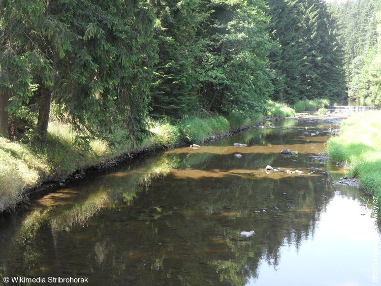 Řeka Chrudimka na 57.4 km (pohled proti proudu)
